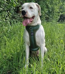 Hundegeschirr Weich gepolstertes Brustgeschirr Anti Zieh Geschirr Hund Dick Grif