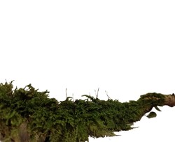 Terrarium 5x Ast mit lebenden XL Moos, Reptilien, Terrarien, echtes Moos, Deko