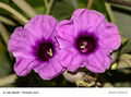 Hawaiianische Holzrose (Argyreia nervosa) Baby-Holzose 30 Samen