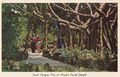 Riesiger Banyanbaum in Miami Papageiendschungel USA (RPPC) Postkarte