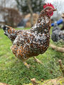 schwedisches Blumenhuhn Bruteier zum selber ausbrüten reinrassig, mehrere Hähne
