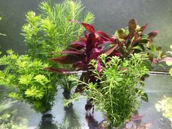 40 Aquariumpflanzen Wasserpflanzen Stängelpflanzen Mix gegen Algen für Aquarium 