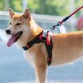 Hundeweste Hundegeschirr Brustgurt mit Leine Haustier Reflektierend Outdoor Soft
