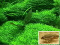 Unterwassergras bewächst Steine Untergrund Wasserpflanzen für das Aquarium Deko