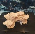 Arka Riffbogen 22x11x10cm - aus Riffkeramik für Meerwasser Aquarium Deko TOP