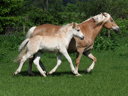 VLIES Fototapete-STUTE MIT FOHLEN-(4355ah)-Tiere Reiten Pferde Fohlen Gras Weide