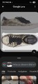 Kennel & Schmenger Sneaker Damen Freizeitschuhe Turnschuhe, Gr4-5, schmal 