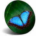 Awesome Kühlschrankmagnet - blauer Schmetterling Käfer Insekt cooles Geschenk #14398