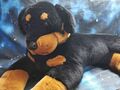 Rotweiler Hund Dog Stofftier XXL XL Jumbo liegend *Top Qualität Dobermann