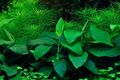 Aquarium Pflanze Anubias barteri nana Tropica Nr.101 TC in Vitro 1-2 Grow