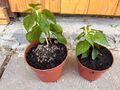 2 x Pflanzen Aji Charapita Chili, Gelb und Rot, Capsicum frutescens