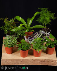 Farn Set Klein – Terrarienpflanzen Set - 3 Pflanzen Terrarium tropisch feucht