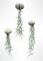 3er-Set Quallen mit Sputnik-Seeigel und spanischem Moos Luftpflanzen Usneoides