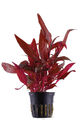 Alternanthera reineckii 'Pink' rote Aquariumpflanze Hintergrund Pflanze Tropica