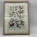 Bild Framed Lepidoptera Diversa Butterfly Print im Holzrahmen farbenfrohes Motiv