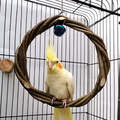 Bird Perch Ring Toy | Natural Wood Chewing Swing for Small & Medium Birds