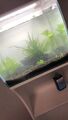 54 Liter Aquarium mit unter Schrank