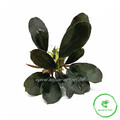Bucephalandra catherina 'Giant'