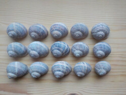 Schneckenhäuser gewaschen, Weinbergschnecke 15 Stk. mittelgr. Natur Basteln Deko