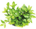 Kriechende Staurogyne - Staurogyne repens
