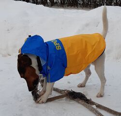 Hundemantel Regenmantel Sportiv Winterjacke Haustier Kleidung Futter ausknöpfbar