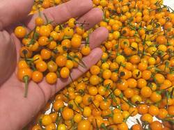 25+ Samen Aji Charapita , Wildchili aus Peru-gilt als teuerstes Chili Der Welt 
