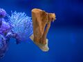 Aquarium Moorkienholz Wurzel mit Schieferstativ