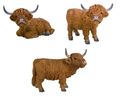 Highland Cattle von Vivid Arts - verschiedene Größen unserer atemberaubenden Highland Cows