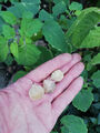 60 Samen von Physalis Ananaskirsche, Physalis pruinosa, Goldmurmel, süß, Bio