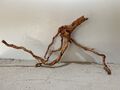 Drachenwurzel, Curl Wurzel, Aquariumwurzel ähnlich Mangrove  #1372 75x20x40cm