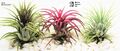 (Tillandsia) Luftpflanzen - Ionantha 3x Pflanzenmischung - rotgrün & rubra - pflegeleicht