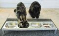 Futterbar Fressnapf Futternapf Katzen Hunde Hundebar Katzenbar Napfständer Napf
