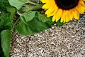 25 kg Sonnenblumenkerne geschält Ernte 2023 Vogelfutter Streufutter Fettfutter