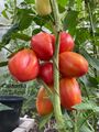 Tomaten- und Paprikapflanzen