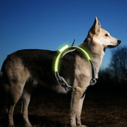LED Hundegeschirr Welpen-Geschirr USB Verstellbar Katzen-Geschirr Brustgeschirr