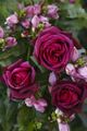 Rosa 'Gräfin Diana', Edelrose, rosa, 5-7,5 Liter Container