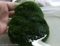 100 cm2 Pflanzmatte immergrüne Wasserpflanze für das Aquarium - Wasserrasen Deko