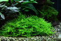 Aquarium Pflanze In Vitro 1 Moos Taxiphyllum 'Spiky' Christmas 003G TC 1-2-Grow!