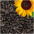 ® 25 kg Sonnenblumenkerne Schwarz Wildvogelfutter Ganzjährig Ideal für Kleine
