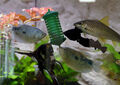 Futterkorb Frostfutter Fish-Feeder Aquarium für Artemia, Mückenlarven, Daphnien 