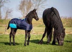 Harrys Horse Fohlendecke TwoTone navy oder schwarz