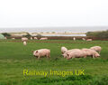 Foto - Freilandschweine über Covehithe Broad c2010