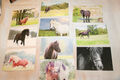 10 Pferdepostkarte, AK Pferde, ohne Verlagsangaben  C1