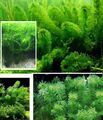 schnellwachsende Aquariumpflanzen gegen Algen im Aquarium Wasserpest -
