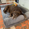 Orthopädisches Hundebett Bett Sofa Schlafplatz Warm Kissen Korb mit Rückenlehne