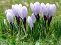 winterharte schwarze Krokusse schnellwüchsig exotisch Pflanzen im für den Garten