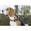 Hundehalsband Halsband Beagle HKM dunkelgrün olive stufenlos 35-55 cm 45-65 cm
