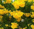 Kletterpflanze Trompetenblume Flava gelbe Blüten ca. 50 - 60 cm, Dehner