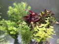 50 Aquariumpflanzen Wasserpflanzen Aquarium Stängelpflanzen Mix gegen Algen 