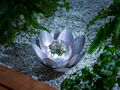 LED-Lotusblume Emotion Kugel aus Glas mit Spiegelfinish Multicolor-Licht ca.28cm
